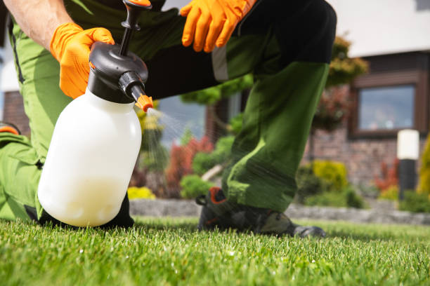 Best Termite Control Services  in Ash Flat, AR