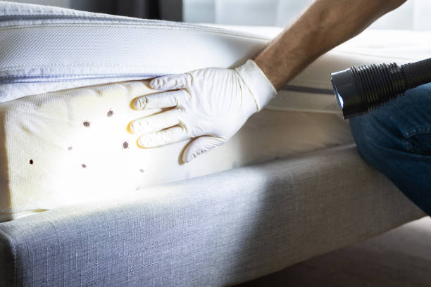 Best Cockroach Control Services  in Ash Flat, AR