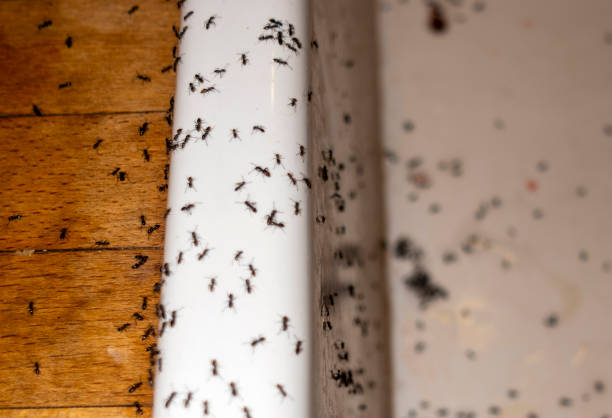 Best Pest Prevention Services  in Ash Flat, AR