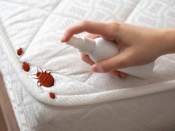 Best Affordable Pest Control Services  in Ash Flat, AR