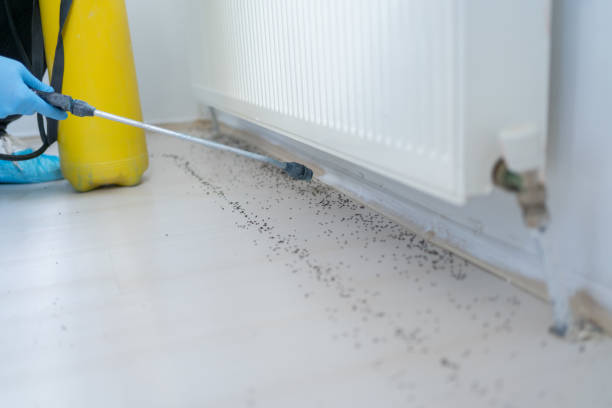 Pest Prevention Services in Ash Flat, AR