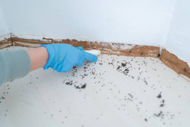 Best Residential Pest Control  in Ash Flat, AR