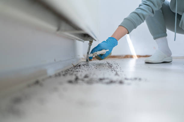Best Affordable Pest Control Services  in Ash Flat, AR